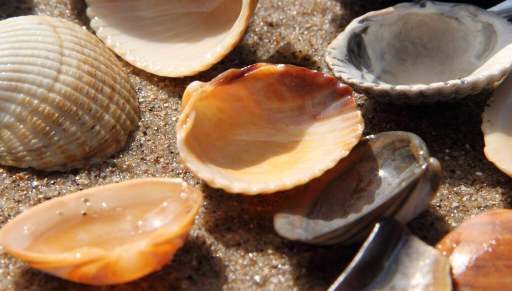 Muscheln im Sand