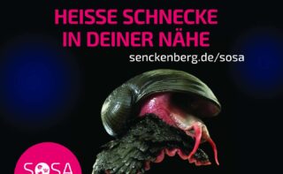 Diese „heiße Schnecke“ (Chrysomallon squamiferum) lebt in Hydrothermalquellen in der Tiefsee. Dort kann es bis zu 400°C heiß werden. Und obwohl sie 2500 Meter unter der Wasseroberfläche lebt, ist sie vom Aussterben bedroht: ihr Lebensraum könnte bald dem Tiefseebergbau zum Opfer fallen.