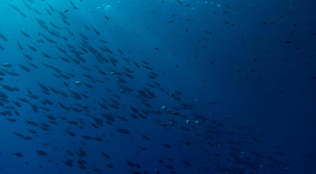 Fischschwarm in dunkelblauem Gewässer