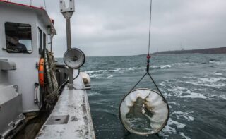 Planktonnetz, das vom Forschungsschiff Aade gezogen wird, um Plankton für die Fütterung der in den Aquarien des Biologischen Anstalt Helgoland in der Stiftung Alfred-Wegener-Institut, Helmholtz-Zentrum für Polar- und Meeresforschung, zu Forschungszwecken gehaltenen Arten zu sammeln.