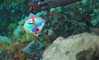 At the beginning of September, the diving robot ROV MARUM-SQUID dived into the depths of the sea for the hundredth time.