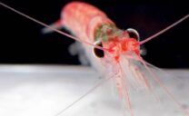 Antarktischer Krill