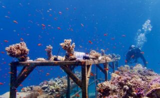 Forschungstaucher entnehmen Stylophora pistillata von einer experimentellen Zuchtstation für riffbildenden Steinkorallen in einem Riff im nördlichen Roten Meer vor Eilat. |