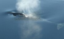 Grönlandwale scheinen sich unter dem Meereis nordwestlich von Spitzbergen fortzupflanzen, während sie das offene Wasser in der östlichen Framstraße als Durchzugsgebiet nutzen.