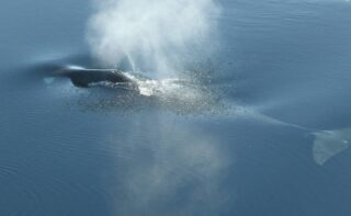 Grönlandwale scheinen sich unter dem Meereis nordwestlich von Spitzbergen fortzupflanzen, während sie das offene Wasser in der östlichen Framstraße als Durchzugsgebiet nutzen.