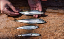 Hering, Sprotte und Sardellen: Nur Heringe und Sardellen, die mit akzeptablen Fanggeräten in bestimmten Meeresgebieten gefangen werden, können empfohlen werden. Die Ostsee-Sprotte steht seit zwei Jahren nicht mehr auf der Liste "Guter Fisch", sie gilt offiziell als überfischt. 

Foto: Sarah Uphoff, GEOMAR