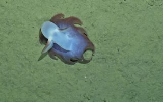 Tiefsee-Dumbo-Oktopus © Senckenberg Forschungsinstitut & Naturmuseum Frankfurt / SO293 - AleutBio
