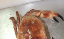 Taschenkrebse, schonend gefangen mit Krebsfallen, könnten eine neue Zielart der Küstenfischerei an der Nordsee werden.