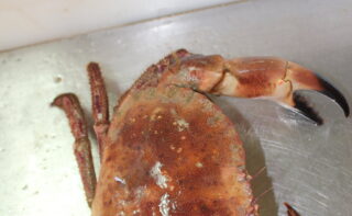 Taschenkrebse, schonend gefangen mit Krebsfallen, könnten eine neue Zielart der Küstenfischerei an der Nordsee werden.